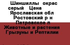 Шиншиллы, окрас серый › Цена ­ 1 000 - Ярославская обл., Ростовский р-н, Петровское п. Животные и растения » Грызуны и Рептилии   